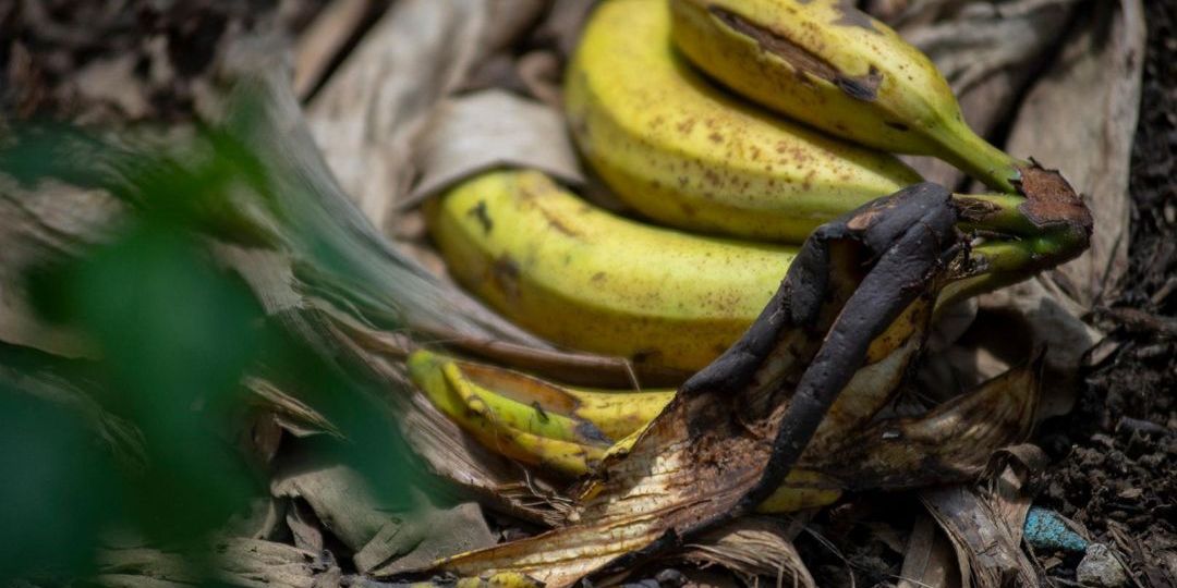 Misleading posts claim 'overripe bananas contain cancer-fighting substance' - Featured image
