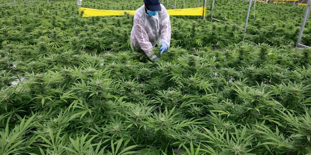 Faktencheck: Cannabis heelt kee Kriibs! - Featured image