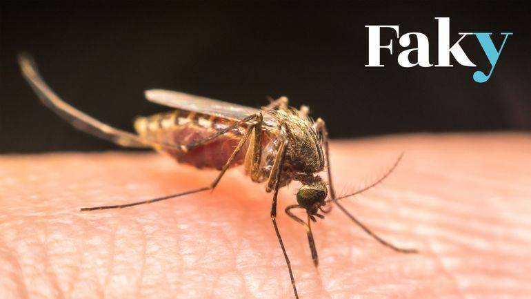 Non, les moustiques ne piquent pas davantage les personnes qui ont le "sang sucré" - Featured image