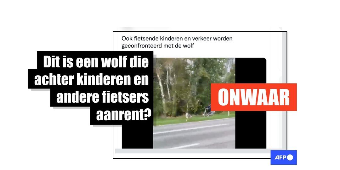 Deze video toont een hond die over de weg rent, geen wolf - Featured image