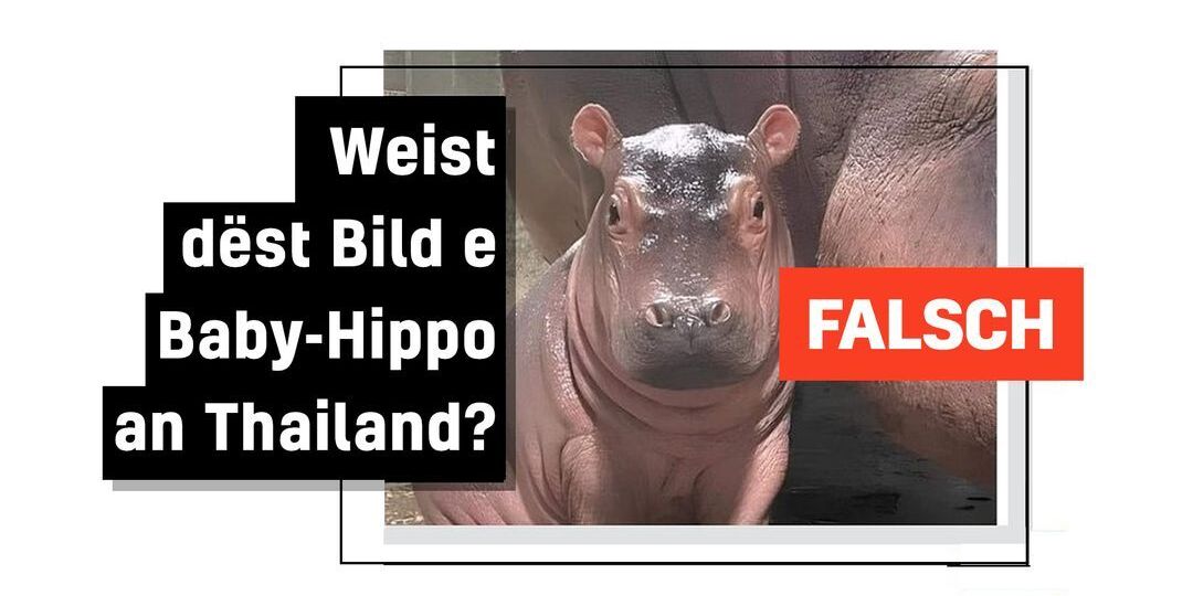 Faktencheck: Thailänneschen Zoo versicht Nilpäerd-Boom fir sech ze notzen - Featured image