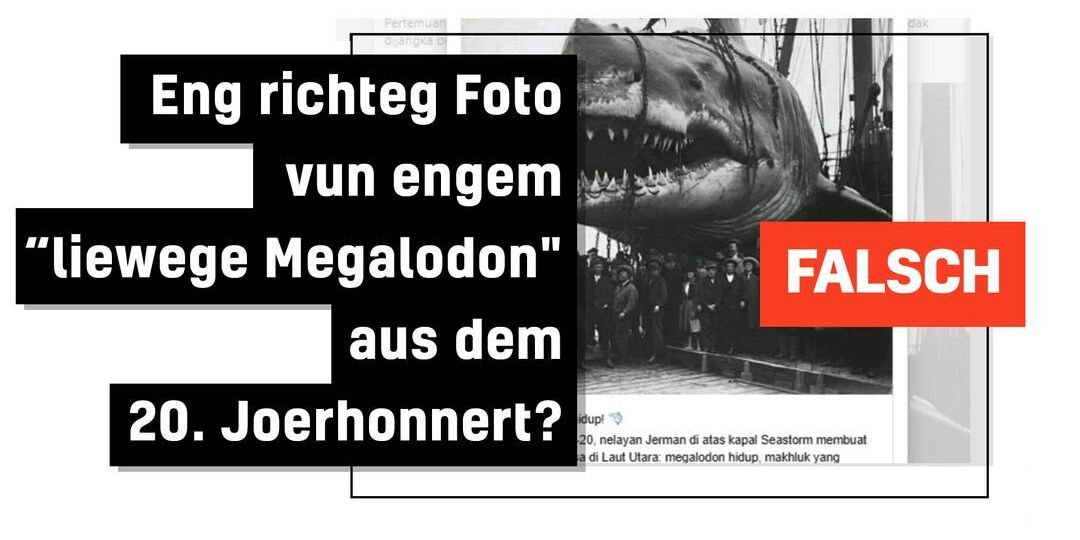 Faktencheck: KI-generéiert Bild gëtt als "vun däitsche Fëscher entdeckte liewege Megalodon" verkaf - Featured image