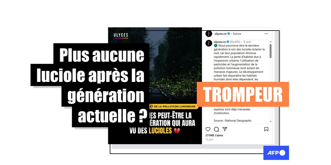Les lucioles continuent à illuminer les nuits d'été, malgré une diminution de leur diversité - Featured image