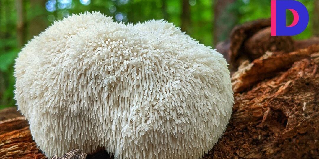 Champignons "adaptogènes" : cordyceps, reishi, lion’s mane, chaga… quels sont leurs réels bienfaits pour la santé ? - Featured image